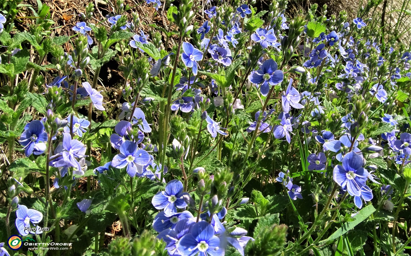 15 Bei fiorellini azzurri.JPG